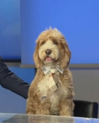 Illustration de l'article : Ce chien rejoint son maître à l’antenne et découvre les joies de la télévision en vrai professionnel (vidéo)