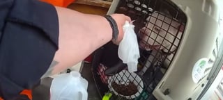 Illustration de l'article : Un chien et un chat restent enfermés dans un camion de déménagement en pleine chaleur avant d’être sauvés par la police