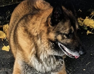 Illustration de l'article : Enfermé seul dans le noir pendant 13 ans ce chien de garde s'échappe et est enfin secouru