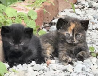 Illustration de l'article : Elle pensait simplement nourrir une chatte errante affamée et découvre une portée de chatons cachée à quelques mètres (vidéo)