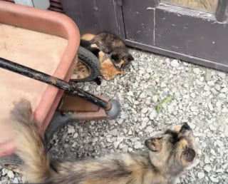 Illustration de l'article : Elle pensait simplement nourrir une chatte errante affamée et découvre une portée de chatons cachée à quelques mètres (vidéo)