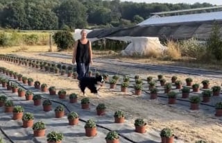 Illustration de l'article : Pressée d'aller travailler cette Border Collie adore surveiller les plantes et les clients des serres (vidéo)