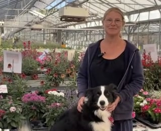 Illustration de l'article : Pressée d'aller travailler cette Border Collie adore surveiller les plantes et les clients des serres (vidéo)
