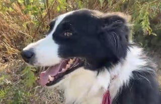 Illustration de l'article : Pressée d'aller travailler cette Border Collie adore surveiller les plantes et les clients des serres (vidéo)