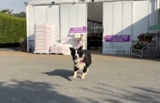 Illustration de l'article : Pressée d'aller travailler cette Border Collie adore surveiller les plantes et les clients des serres (vidéo)