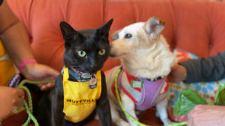 Illustration de l'article : Dans ce refuge, un chat doux et patient teste l'entente des chiens séniors avec les félins pour les aider à trouver des adoptants