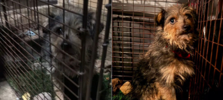 Illustration de l'article : Échappé avant de rejoindre sa famille d'accueil ce chien survit deux semaines aux coyotes puis est enfin sauvé