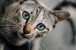 Illustration de l'article : Une étude scientifique démontre que votre chat connaît les noms des autres félins de la maison