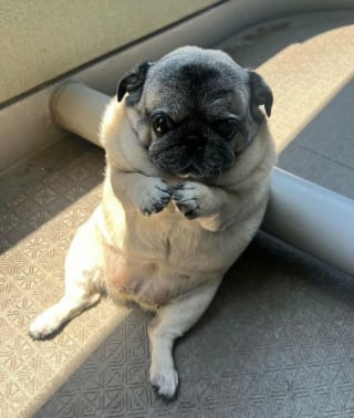 Illustration de l'article : 12 photos de chiens qui vous feront sourire à coup sûr