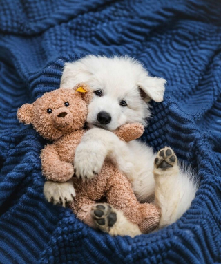 Illustration de l'article : 12 photos de chiens qui vous feront sourire à coup sûr