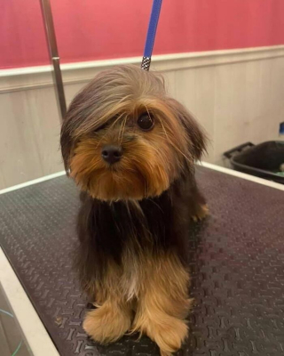 Illustration de l'article : 12 photos de chiens qui vous feront sourire à coup sûr