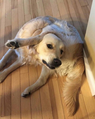 Illustration de l'article : 12 photos de chiens qui vous feront sourire à coup sûr