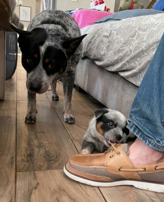 Illustration de l'article : 12 photos de chiens qui vous feront sourire à coup sûr
