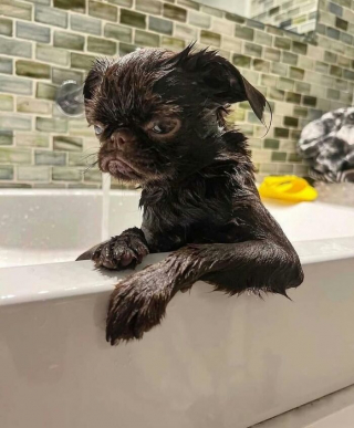 Illustration de l'article : 12 photos de chiens qui vous feront sourire à coup sûr