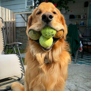 Illustration de l'article : 12 photos de chiens qui vous feront sourire à coup sûr