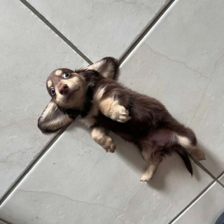 Illustration de l'article : 12 photos de chiens qui vous feront sourire à coup sûr