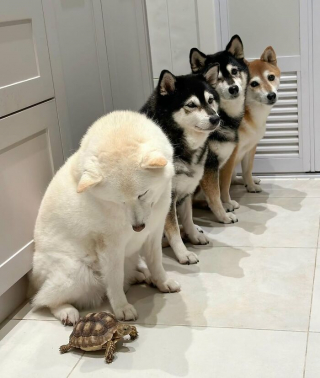 Illustration de l'article : 12 photos de chiens qui vous feront sourire à coup sûr