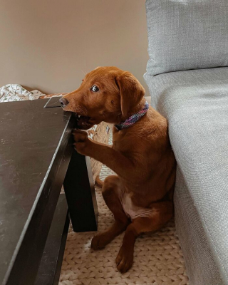 Illustration de l'article : 12 photos de chiens qui vous feront sourire à coup sûr