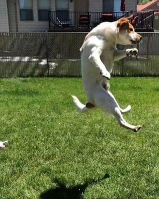 Illustration de l'article : 13 photos prouvant que les chats et les chiens peuvent être à la fois drôles et touchants