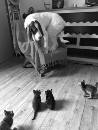 Illustration de l'article : 13 photos prouvant que les chats et les chiens peuvent être à la fois drôles et touchants