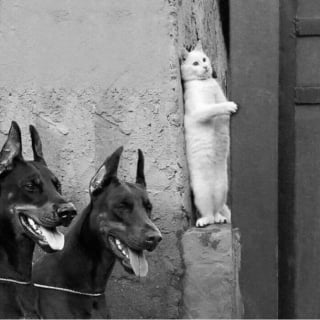 Illustration de l'article : 13 photos prouvant que les chats et les chiens peuvent être à la fois drôles et touchants