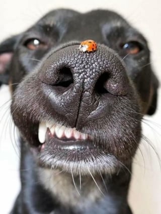 Illustration de l'article : 13 photos prouvant que les chats et les chiens peuvent être à la fois drôles et touchants