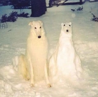 Illustration de l'article : 13 photos prouvant que les chats et les chiens peuvent être à la fois drôles et touchants