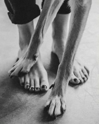 Illustration de l'article : 13 photos prouvant que les chats et les chiens peuvent être à la fois drôles et touchants