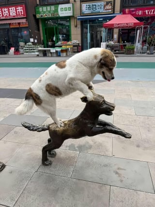 Illustration de l'article : 13 photos prouvant que les chats et les chiens peuvent être à la fois drôles et touchants
