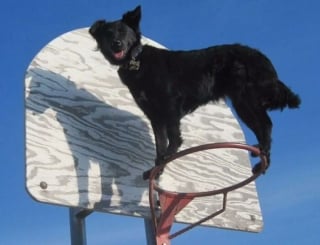 Illustration de l'article : 13 photos prouvant que les chats et les chiens peuvent être à la fois drôles et touchants
