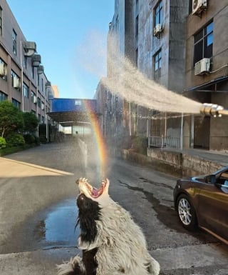 Illustration de l'article : 13 photos prouvant que les chats et les chiens peuvent être à la fois drôles et touchants