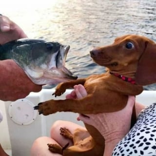 Illustration de l'article : 13 photos prouvant que les chats et les chiens peuvent être à la fois drôles et touchants