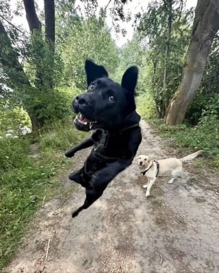 Illustration de l'article : 13 photos prouvant que les chats et les chiens peuvent être à la fois drôles et touchants