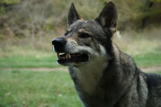 Illustration de l'article : 13 comportements de chiens décryptés par un expert