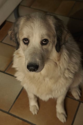Illustration de l'article : 13 comportements de chiens décryptés par un expert