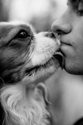 Illustration de l'article : 13 comportements de chiens décryptés par un expert