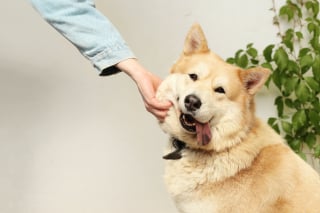 Illustration de l'article : 13 comportements de chiens décryptés par un expert