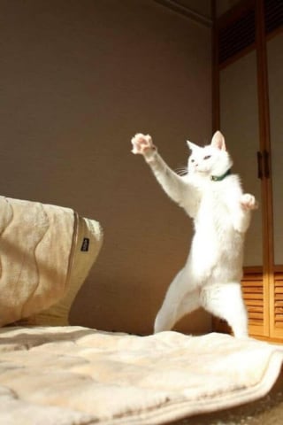 Illustration de l'article : 11 chats qui se moquent de la normalité et des limites