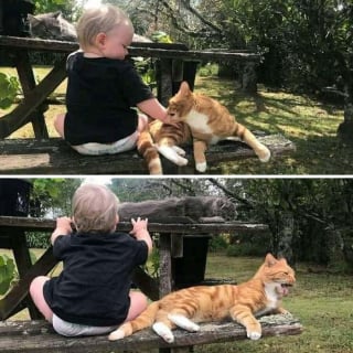 Illustration de l'article : 11 chats qui se moquent de la normalité et des limites