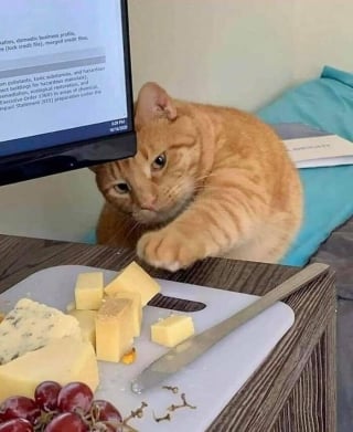 Illustration de l'article : 11 chats qui se moquent de la normalité et des limites