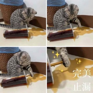 Illustration de l'article : 11 chats qui se moquent de la normalité et des limites