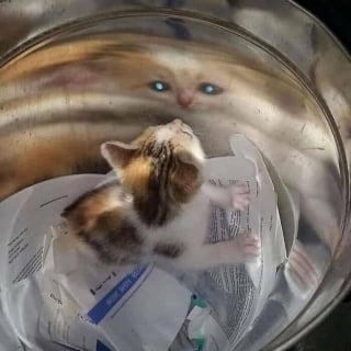 Illustration de l'article : 11 chats qui se moquent de la normalité et des limites