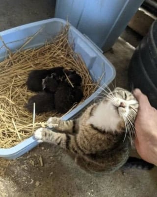 Illustration de l'article : 11 chats qui se moquent de la normalité et des limites