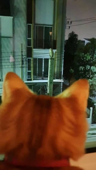 Illustration de l'article : 11 chats qui se moquent de la normalité et des limites