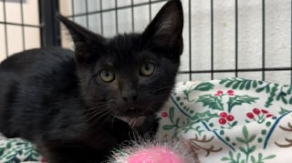 Illustration de l'article : Un chaton noir de 3 mois est sauvé et adopté après avoir passé 2 semaines au fond d'un égout pluvial
