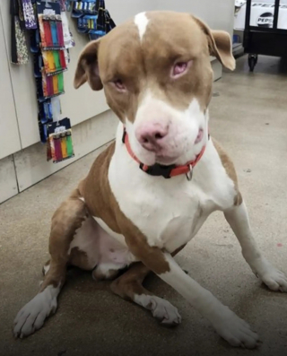 Illustration de l'article : Trouvé dans un supermarché ce gentil chien aveugle a touché le coeur d' une dame qui l' adopte