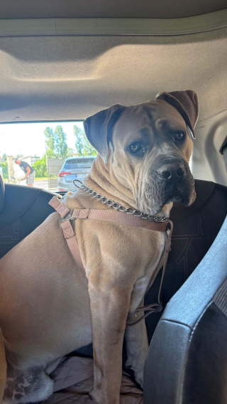 Illustration de l'article : Apr&egrave;s 25 jours de cavale, un chien s'&eacute;tant &eacute;chapp&eacute; du lieu de vacances de sa famille est retrouv&eacute; sur un champ de ma&iuml;s