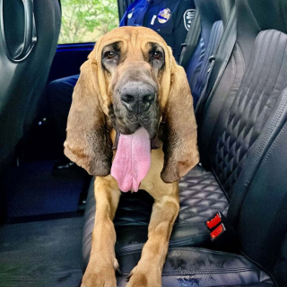 Illustration de l'article : Déjà connu pour ses exploits, ce Chien de Saint-Hubert policier retrouve un enfant de 10 ans en fugue