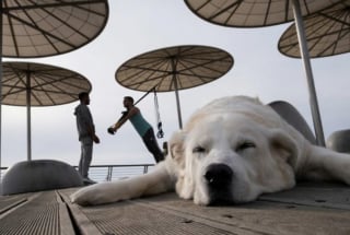 Illustration de l'article : 15 photos de chiens qui posent à la perfection devant l’objectif d’un photographe d’art