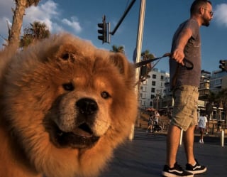 Illustration de l'article : 15 photos de chiens qui posent à la perfection devant l’objectif d’un photographe d’art